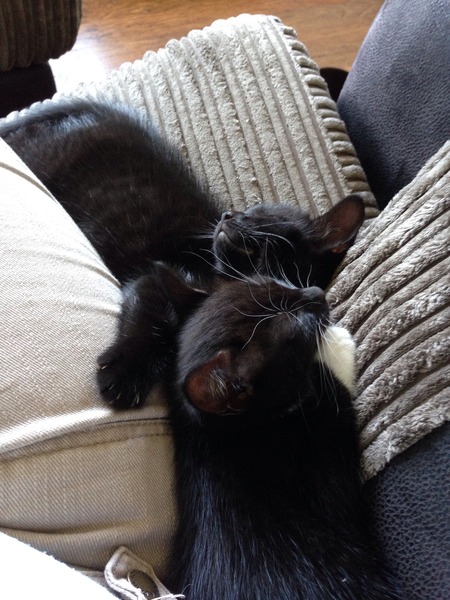 To suggest you may need 2 cats? WAIT, have a look!