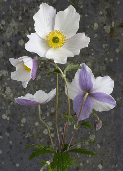 Shady characters - a permanent home for shade garden suggestions!