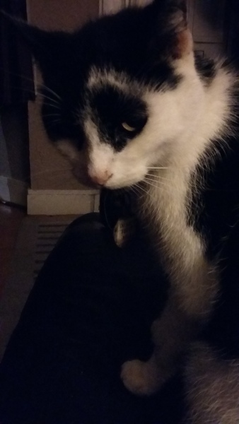 I don't want to get a family pet due to ethics