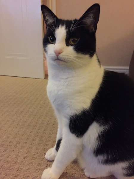 What exotic name can we call black and white cats so they dont get overlooked in the rescue centres?