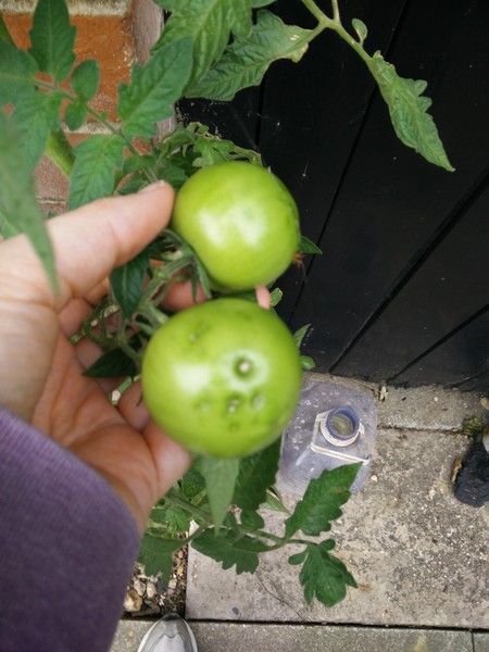 What's wrong with my tomatoes?