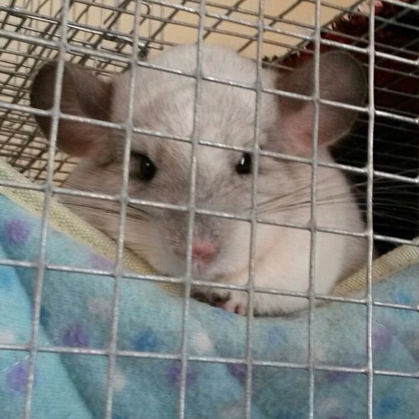 Has anyone else got a Chinchilla?