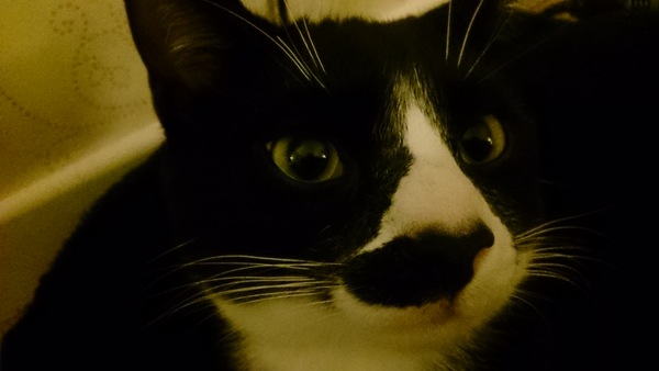 What exotic name can we call black and white cats so they dont get overlooked in the rescue centres?