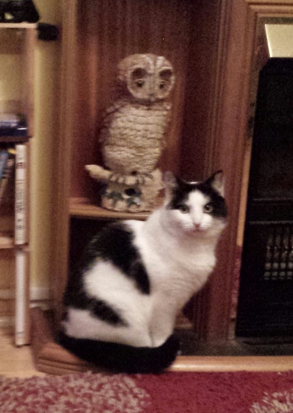 What exotic name can we call black and white cats so they dont get overlooked in the rescue centres?