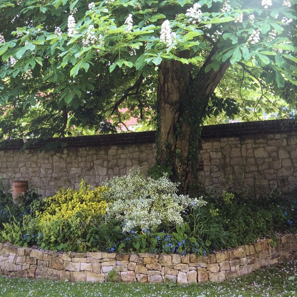 Shady characters - a permanent home for shade garden suggestions!