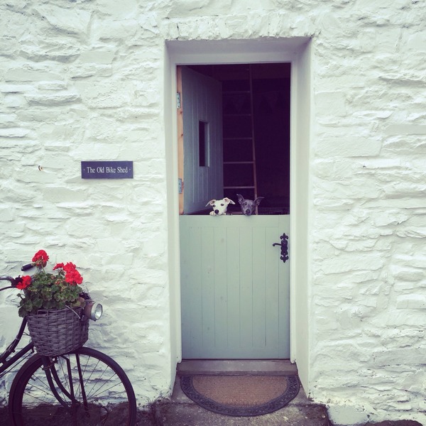 Holidays with dog