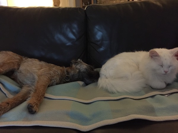 Which dog with cat?!