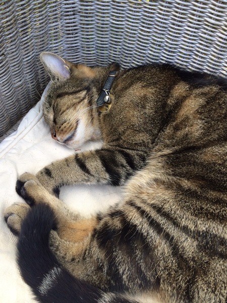 A cat/kitten picture sharing thread.