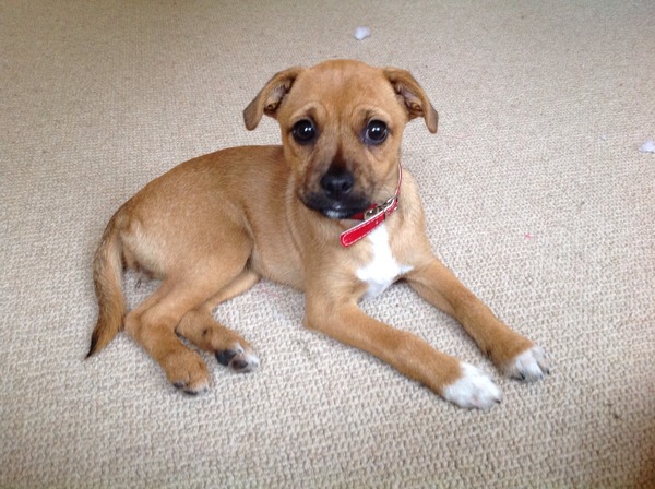 Introducing Honey.....