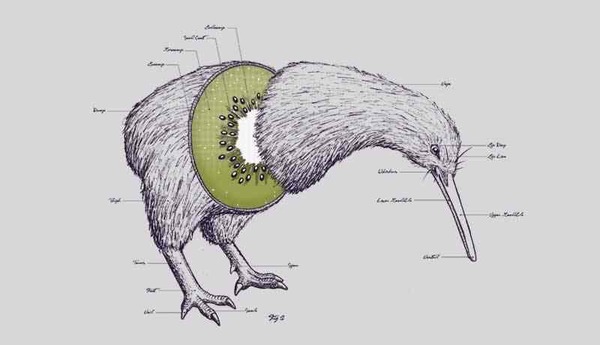 My son is eating a kiwi all wrong.