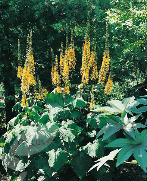 Shady characters - a permanent home for shade garden suggestions!