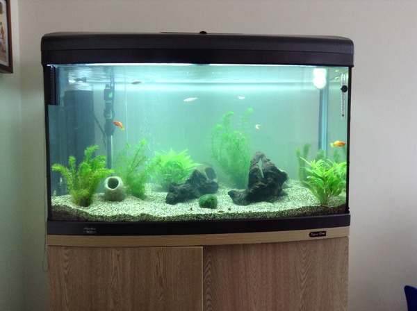 Dead assassin snails