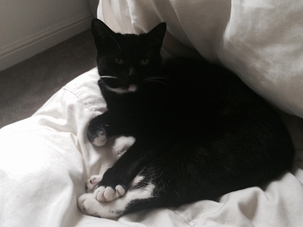 A cat/kitten picture sharing thread.