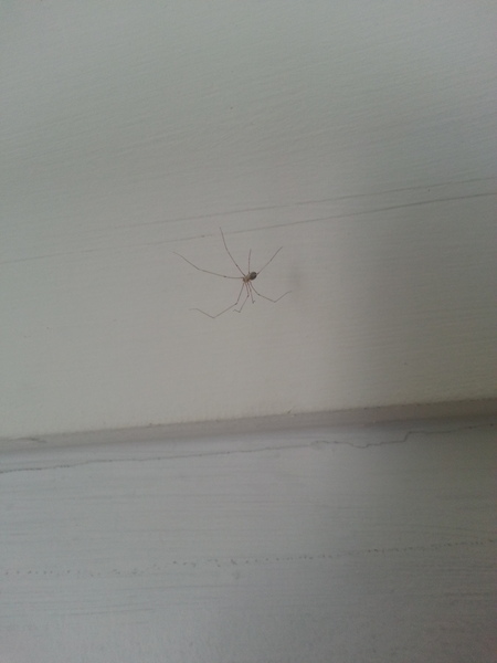 to kill all the spiders?