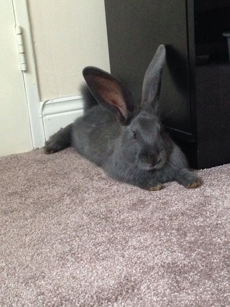 Tell me about giant continental rabbits