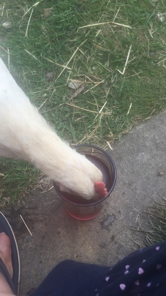To let my chicken sip red wine? Picture included..