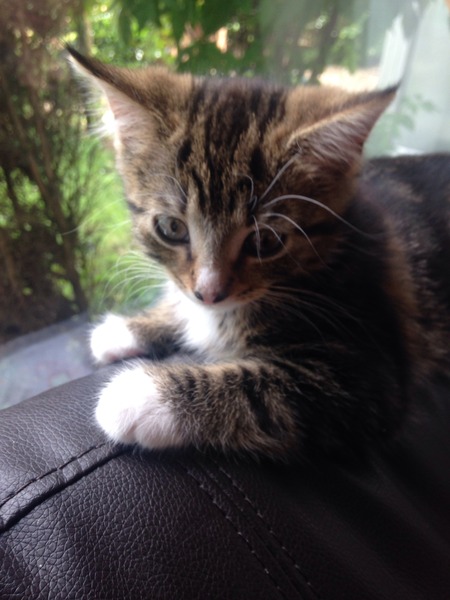 A cat/kitten picture sharing thread.