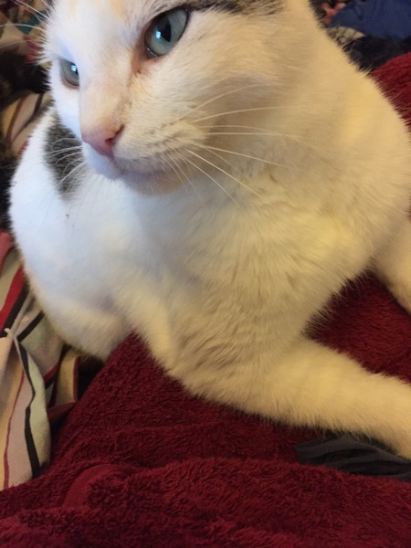I don't want to get a family pet due to ethics
