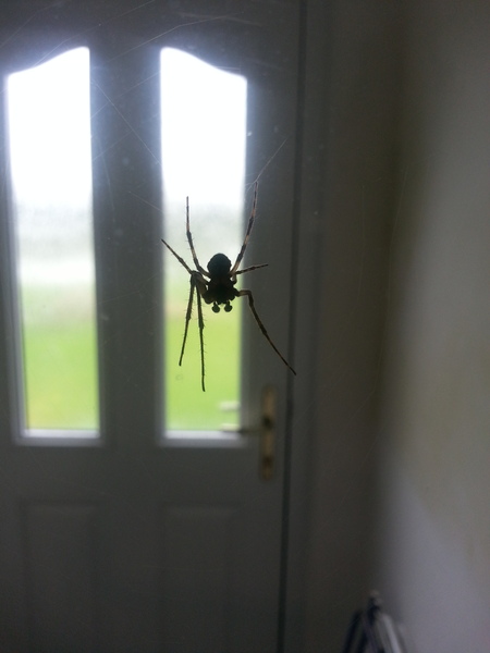 to kill all the spiders?