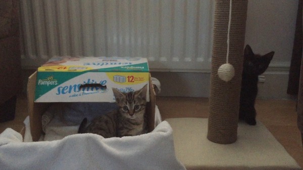 New kittens - advice please....
