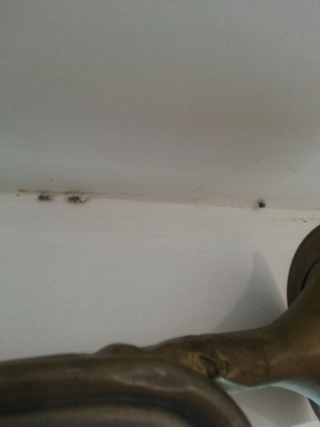 to kill all the spiders?