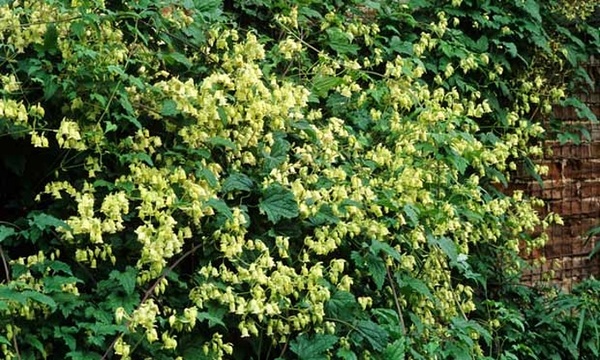 Shady characters - a permanent home for shade garden suggestions!