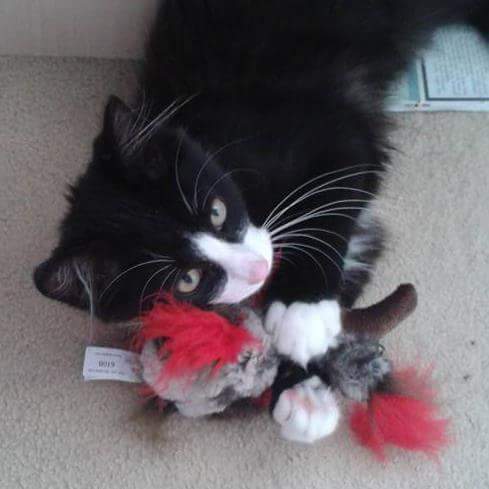 A cat/kitten picture sharing thread.