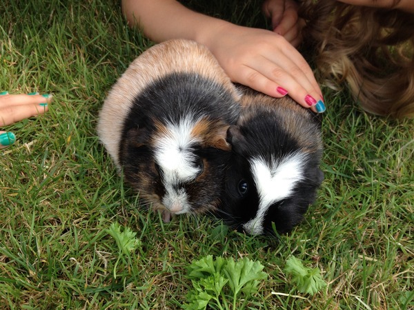 We've picked up the piggies!!