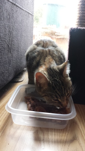Cat found! Can any quinton/Northfield mumsnetters help us reunite this furbaby with her family please?