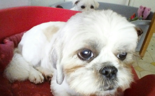 National Dog day - 26/08/2015