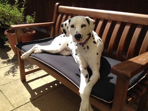 National Dog day - 26/08/2015