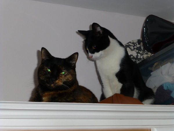 A cat/kitten picture sharing thread.