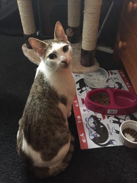 New cat today *with photo*