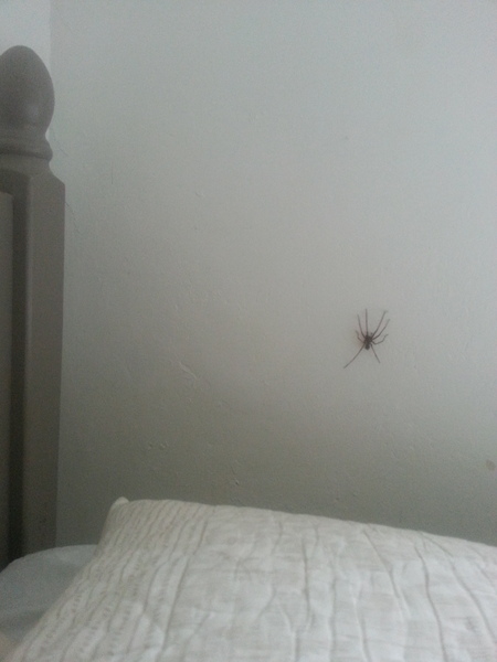 to kill all the spiders?