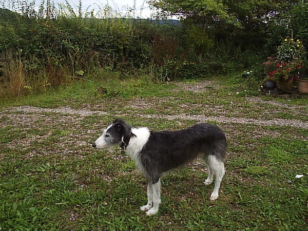 National Dog day - 26/08/2015