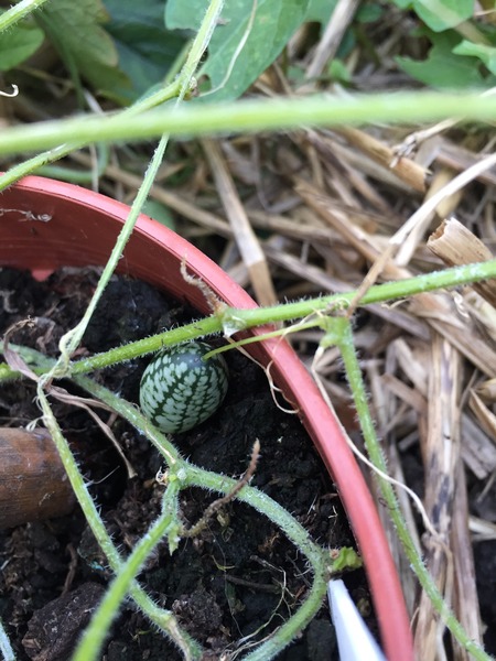 Allotment /Veg patch  thread 4 "Lettuce and Peppers and Pears OH MY!"