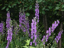 Shady characters - a permanent home for shade garden suggestions!