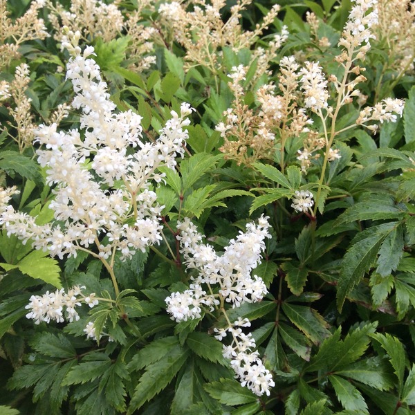 Why aren't my plants flowering?