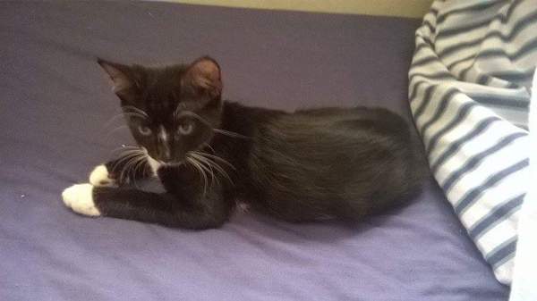 A cat/kitten picture sharing thread.