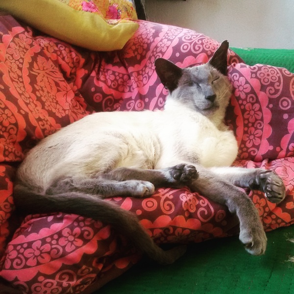 cat behaviour