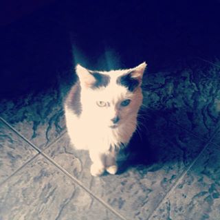 Nigel