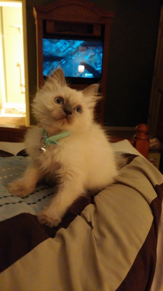 A cat/kitten picture sharing thread.