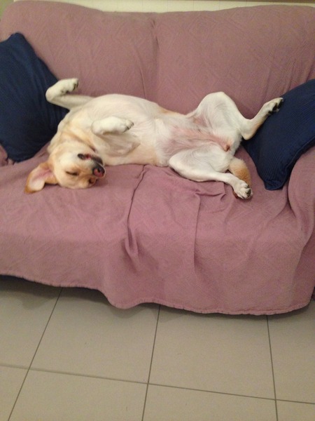 I don't want to get a family pet due to ethics