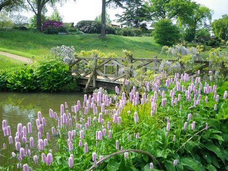 Shady characters - a permanent home for shade garden suggestions!