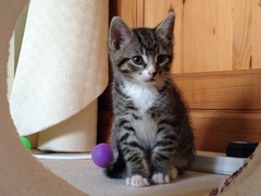 Older Cats and kittens