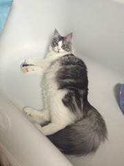A cat/kitten picture sharing thread.