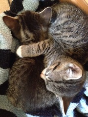 Older Cats and kittens