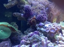 Any reefers out there?