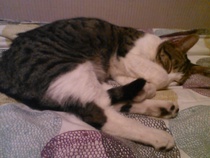 A cat/kitten picture sharing thread.