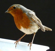 Does anyone feed their garden birds?